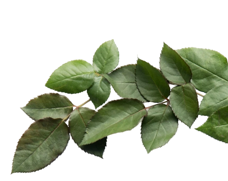 Ramo coroa de flores