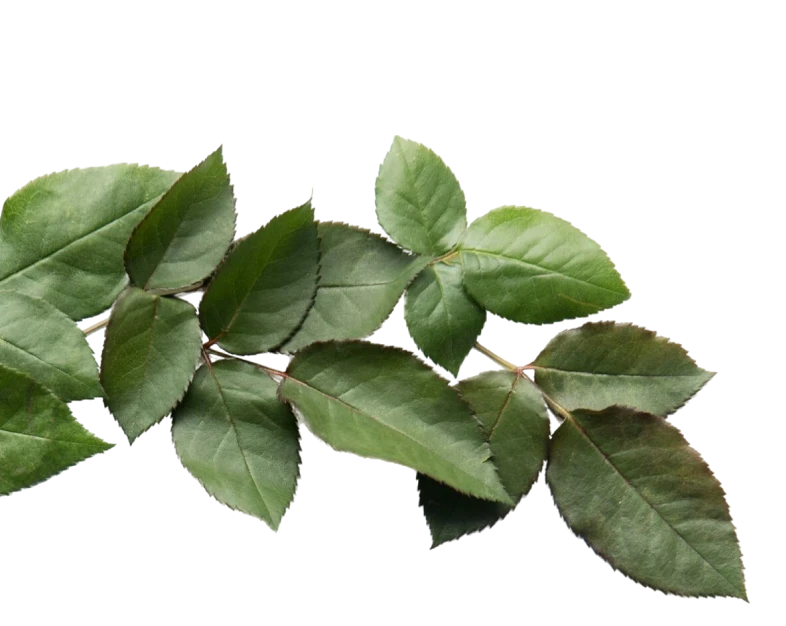 Ramo coroa de flores